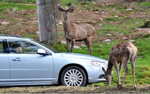 Новый проект Volvo стал частью глобального плана…