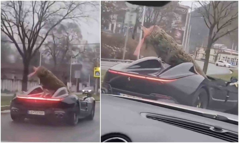 Вот только способ доставки дерева выбран крайне…