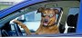 Открыть статью Британское издание WhatCar рассказало, как дети и собаки обесценивают…
