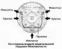 Снятие и установка модуля подушки безопасности водителя